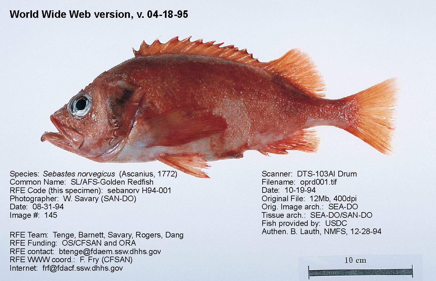 切记切记 1,某种斑,不过从鱼鳍上看,感觉还是像ocean perch.