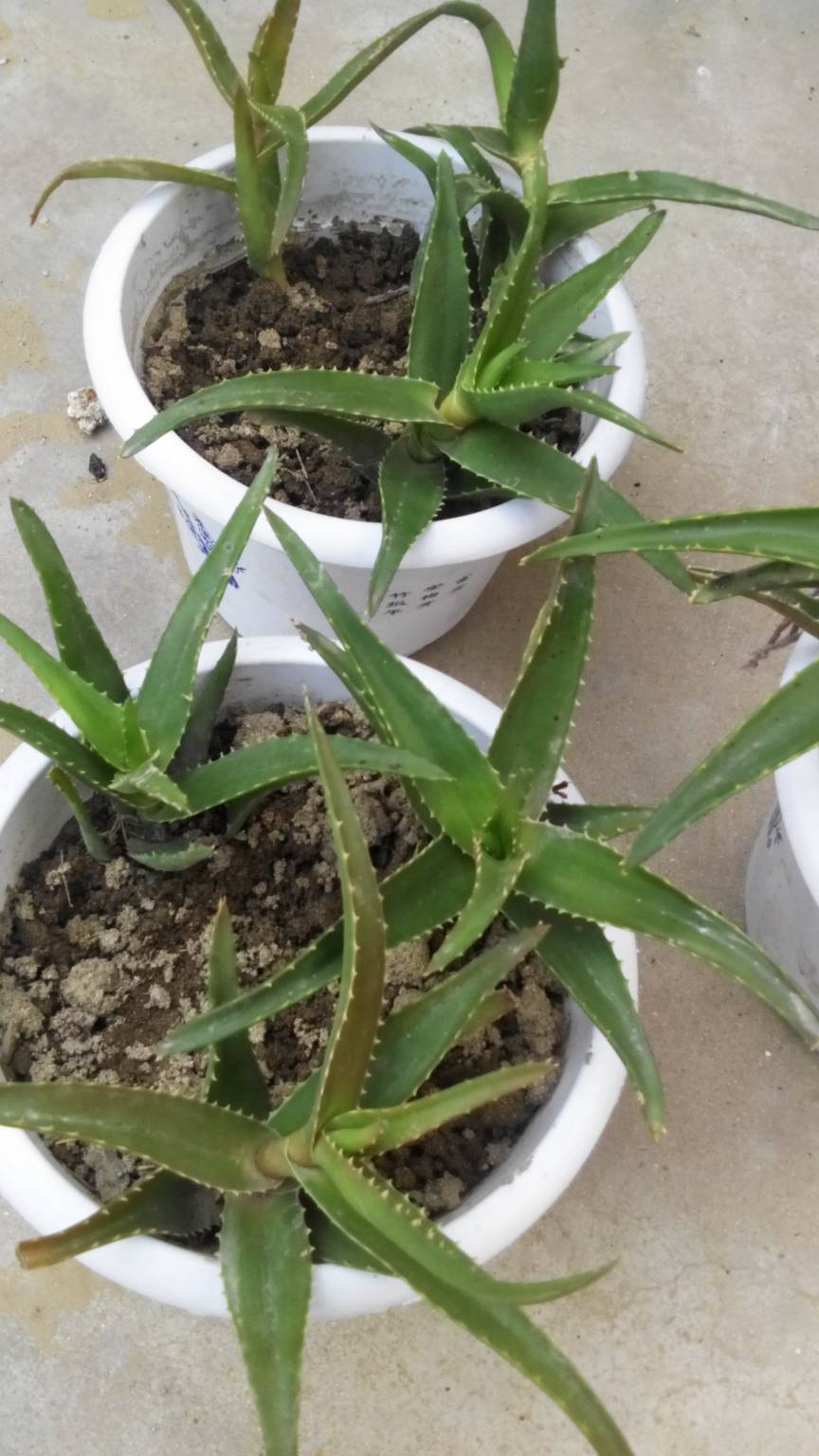 这是木立石材?各种芦荟板材v这是图片