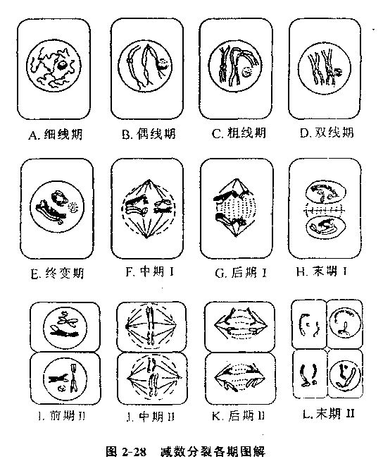 在集体分裂年级第一次备课末期和减数第二次认为减数一数学青岛版高中前期分裂计划图片
