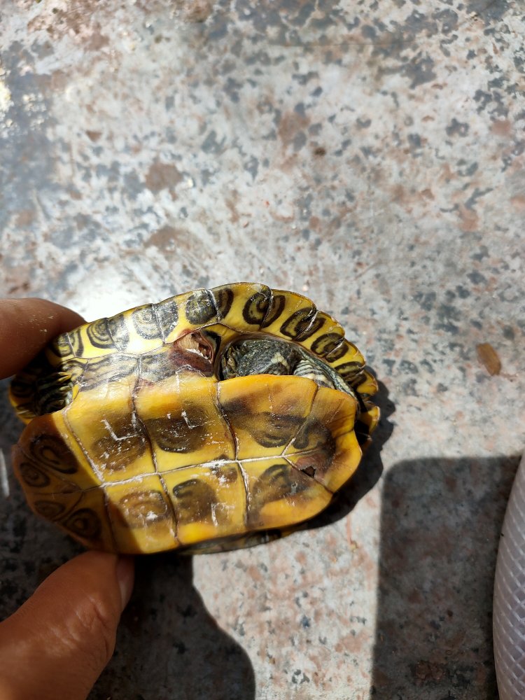 我养的小乌龟病了壳坏了 这是啥病啊 怎么治 谢谢