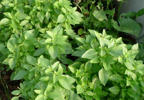 荆芥是一种什么菜?图片