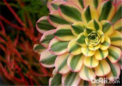 属于莲花掌的变异品种