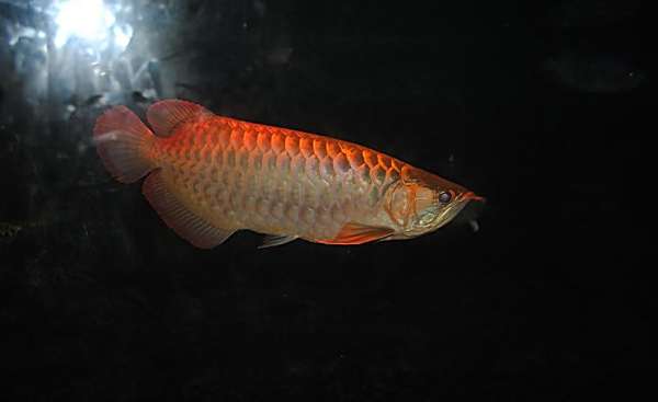 防止龙鱼吃下去刺伤肠胃 水族资讯 防止龙鱼吃下去刺伤肠胃 水族资讯