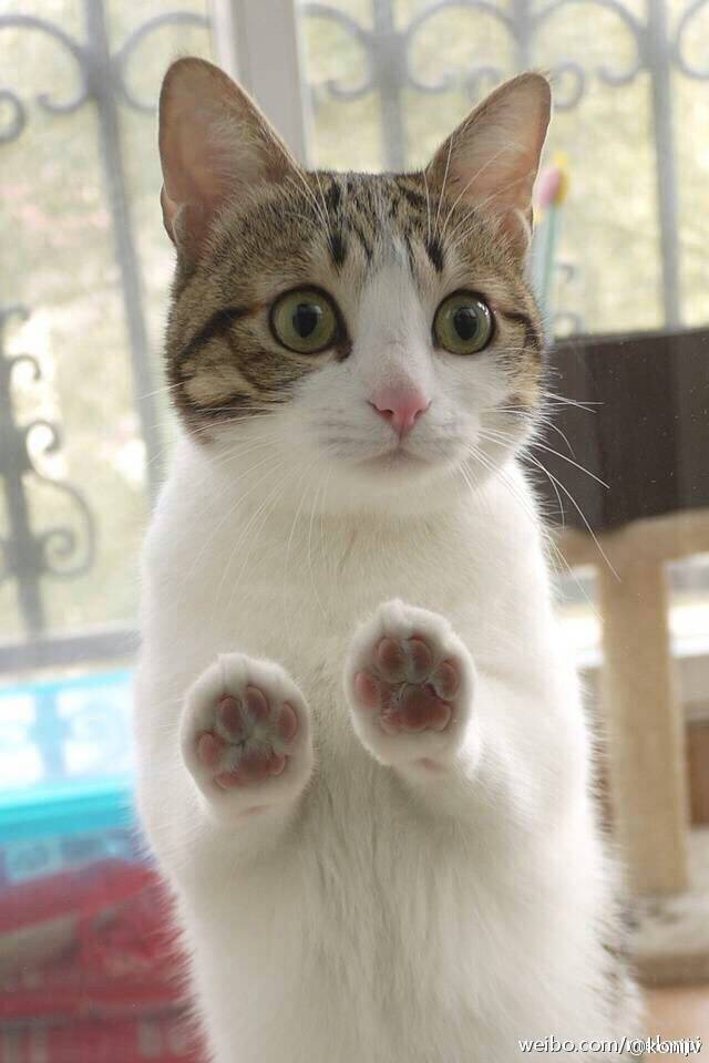 The Best Of Funny Cats The Best Of Funny Cats