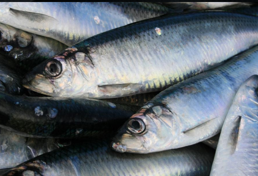 可以治疗浮肿、腹水、产妇乳少、胃下垂、脱肛等病症 水族资讯 南宁水族馆第6张 可以治疗浮肿、腹水、产妇乳少、胃下垂、脱肛等病症 水族资讯 南宁水族馆第6张