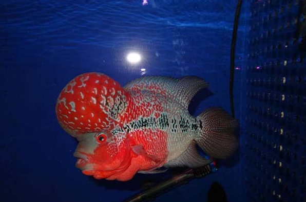 可用一个小功率的潜水泵 水族资讯 可用一个小功率的潜水泵 水族资讯