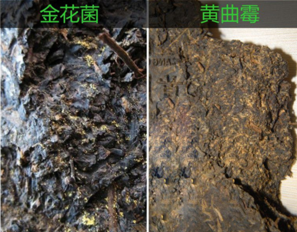 炸金花下载地址:促进茶叶中的蛋白质