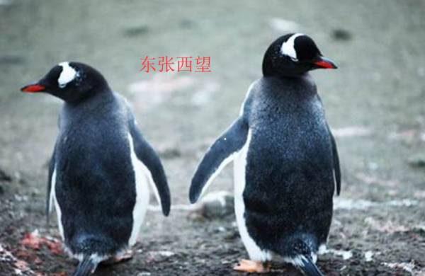 成语顾左右什么_成语故事图片(3)