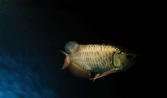 这样才能使龙鱼保持着旺盛的食欲 水族资讯 这样才能使龙鱼保持着旺盛的食欲 水族资讯