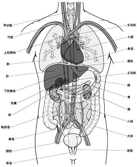 剑突和胃位置图片_胃位置图