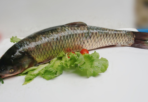 可以治疗浮肿、腹水、产妇乳少、胃下垂、脱肛等病症 水族资讯 南宁水族馆第1张 可以治疗浮肿、腹水、产妇乳少、胃下垂、脱肛等病症 水族资讯 南宁水族馆第1张