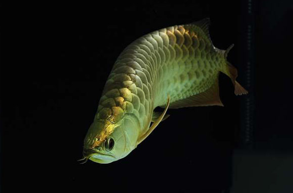希望龙鱼能为本人和家庭带来好运 水族资讯 南昌水族馆第3张 希望龙鱼能为本人和家庭带来好运 水族资讯 南昌水族馆第3张