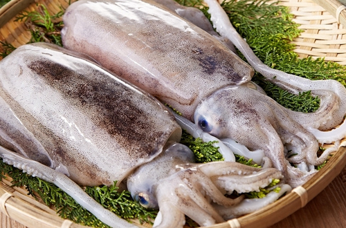 可以治疗浮肿、腹水、产妇乳少、胃下垂、脱肛等病症 水族资讯 南宁水族馆第3张 可以治疗浮肿、腹水、产妇乳少、胃下垂、脱肛等病症 水族资讯 南宁水族馆第3张
