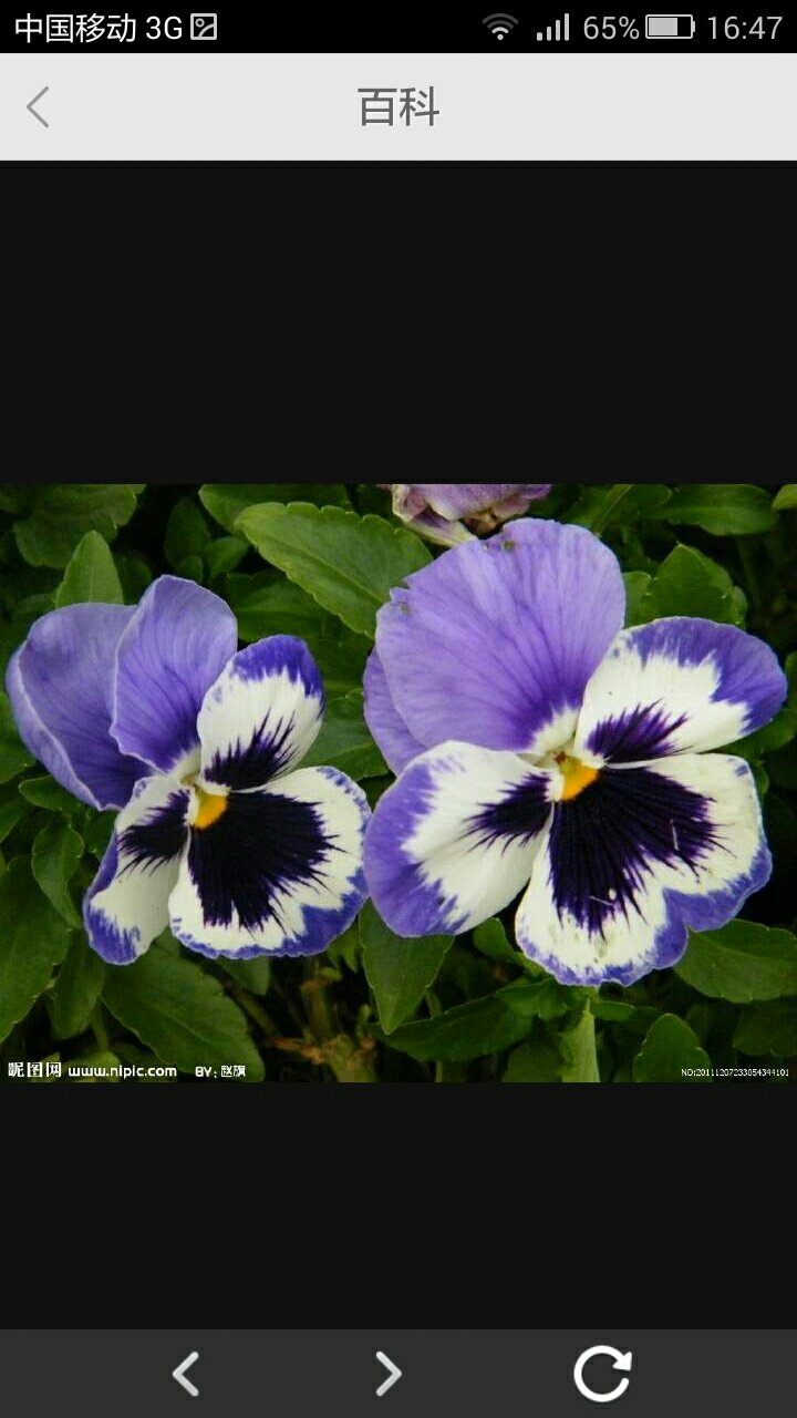 蝴蝶花的样子