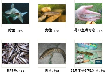 ... 草 也 少 所以 在 大河 附近 的 泡 子 里 鱼池 里 多