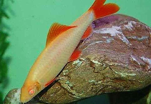 前面雌性臀鳍矩形 水族资讯 南昌水族馆第2张 前面雌性臀鳍矩形 水族资讯 南昌水族馆第2张