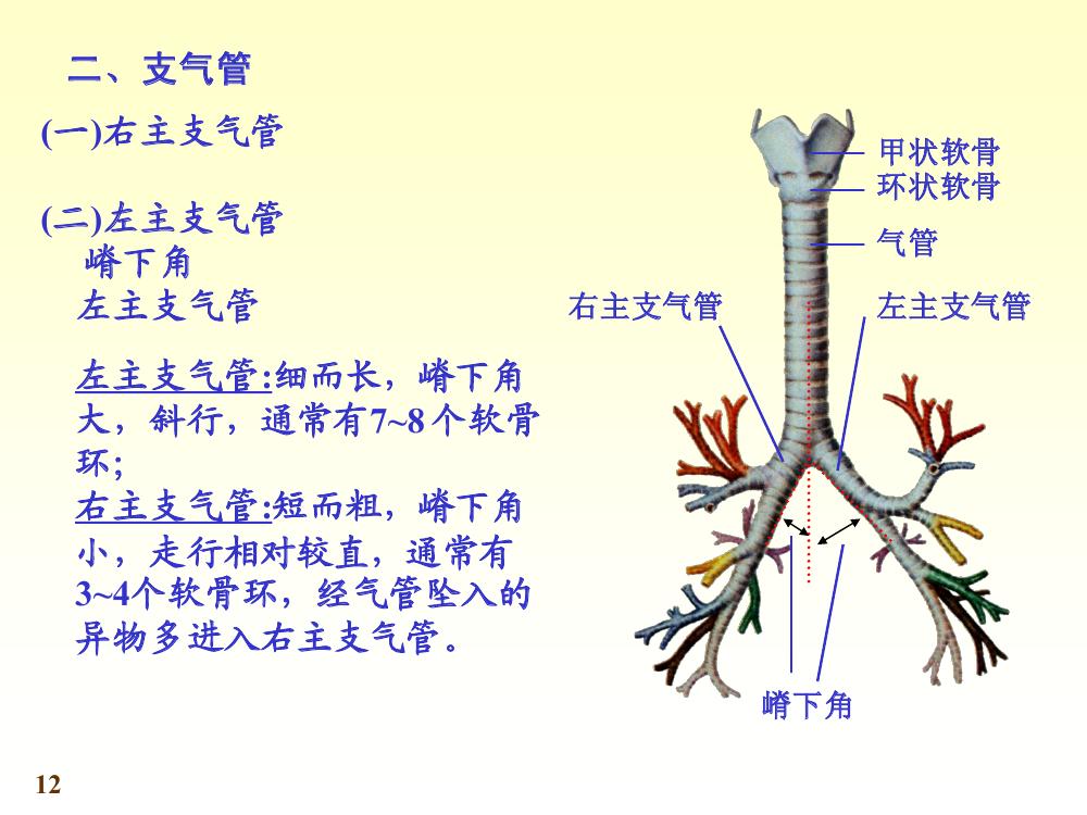 支气管-百度百科