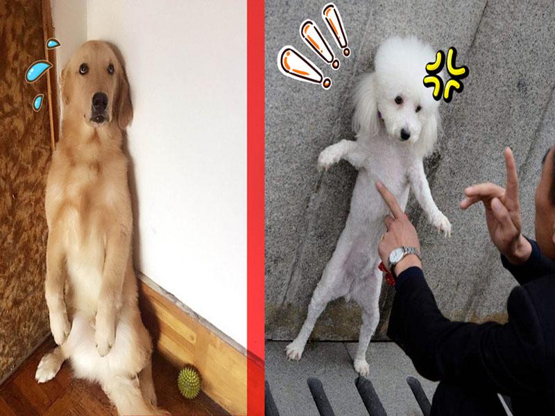 西伯利亚雪橇犬