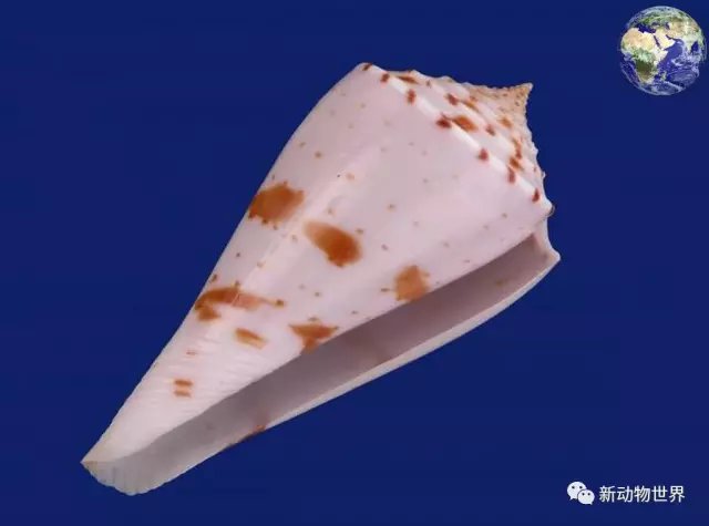 比如我国海南以及西沙群岛就有鸡心螺,此外诸如印度,日本部分地区以及
