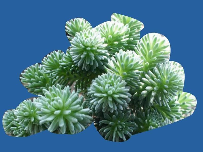 反曲景天(学名:sedum reflexum)景天科景天属植物,多年生草本植物株.