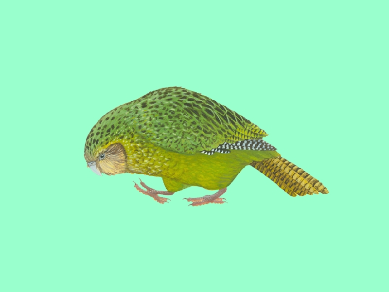 鸮鹦鹉(学名:strigops habroptila),新西兰人叫"kakapo",这是当地的