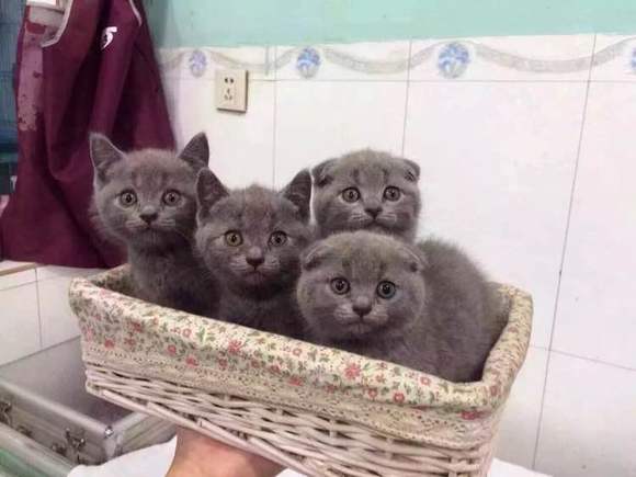 有没有人指教一下,英短蓝猫和俄罗斯蓝猫小时候有什么