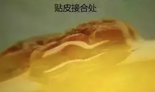 鉴别蜜蜡真假案例分享——贴皮造假蜜蜡
