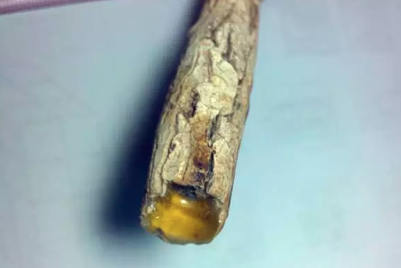 鉴别蜜蜡真假案例分享——柯巴树脂冒充蜜蜡