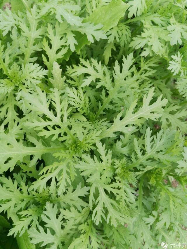 茼蒿菜潜叶蝇怎么能除掉?