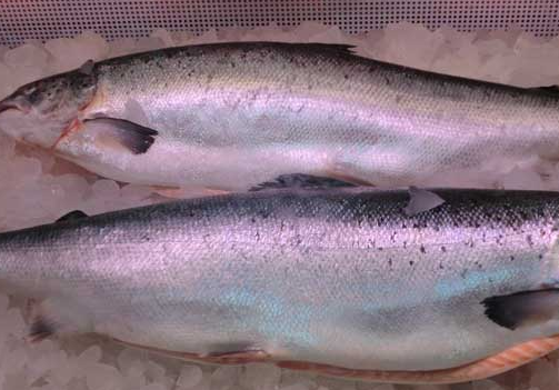 可以治疗浮肿、腹水、产妇乳少、胃下垂、脱肛等病症 水族资讯 南宁水族馆第10张 可以治疗浮肿、腹水、产妇乳少、胃下垂、脱肛等病症 水族资讯 南宁水族馆第10张