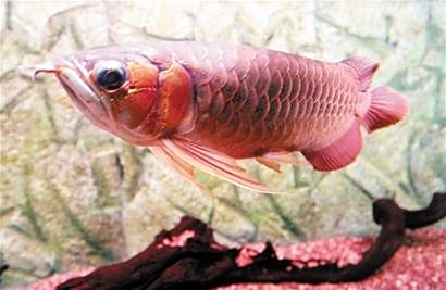 所以有风吹草动更是有所警觉 水族资讯 所以有风吹草动更是有所警觉 水族资讯