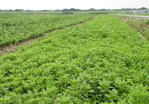 救心菜是什么蔬菜?