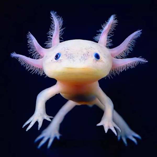 因此缸内不需要浮台 水族资讯 南昌水族馆第3张 因此缸内不需要浮台 水族资讯 南昌水族馆第3张