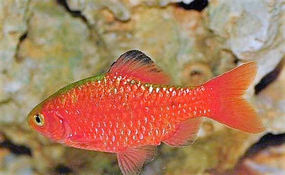 前面雌性臀鳍矩形 水族资讯 南昌水族馆第1张 前面雌性臀鳍矩形 水族资讯 南昌水族馆第1张