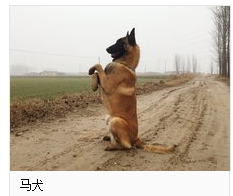 两个月的马犬幼犬怎么训练