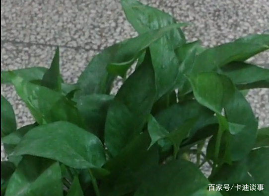 绿萝怎么养才能爆盆?