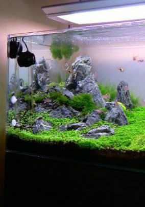 一般来说8-10小时/天的照明即可 水族资讯 南昌水族馆第3张 一般来说8-10小时/天的照明即可 水族资讯 南昌水族馆第3张