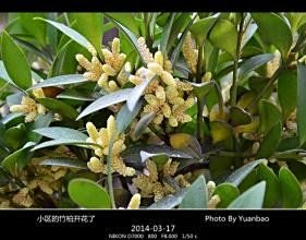 竹柏什么成语_竹柏盆景图片