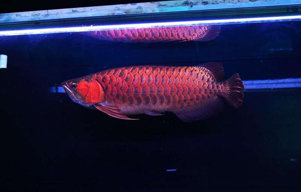 希望龙鱼能为本人和家庭带来好运 水族资讯 南昌水族馆第1张 希望龙鱼能为本人和家庭带来好运 水族资讯 南昌水族馆第1张