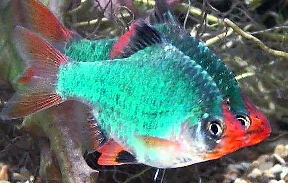 前面雌性臀鳍矩形 水族资讯 南昌水族馆第4张 前面雌性臀鳍矩形 水族资讯 南昌水族馆第4张