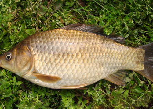 可以治疗浮肿、腹水、产妇乳少、胃下垂、脱肛等病症 水族资讯 南宁水族馆第5张 可以治疗浮肿、腹水、产妇乳少、胃下垂、脱肛等病症 水族资讯 南宁水族馆第5张