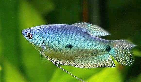 前面雌性臀鳍矩形 水族资讯 南昌水族馆第3张 前面雌性臀鳍矩形 水族资讯 南昌水族馆第3张